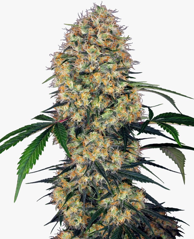 Semillas de Sensi Amnesia XXL Autoflorecientes 3+1