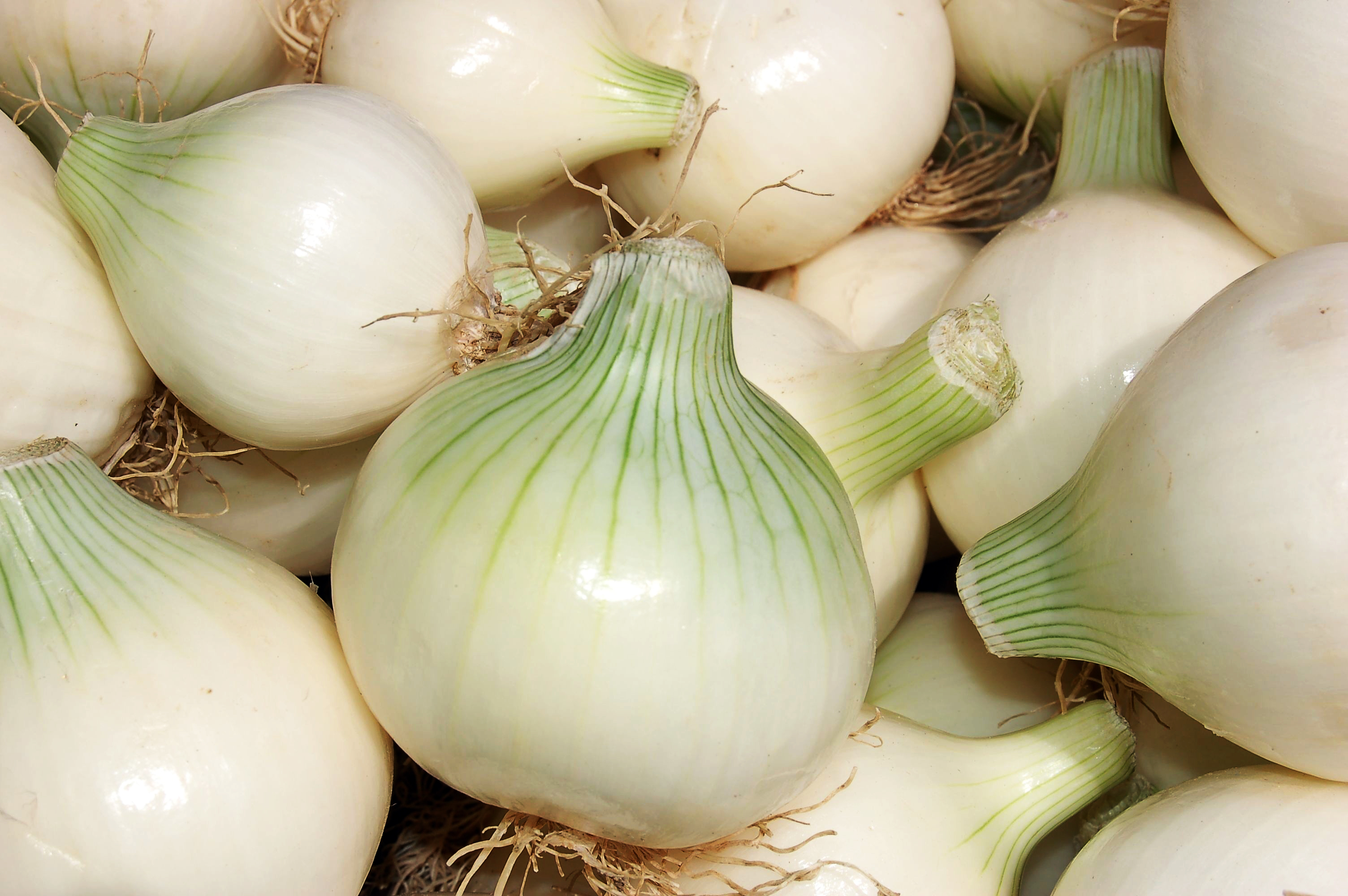 Cebolla Blanca