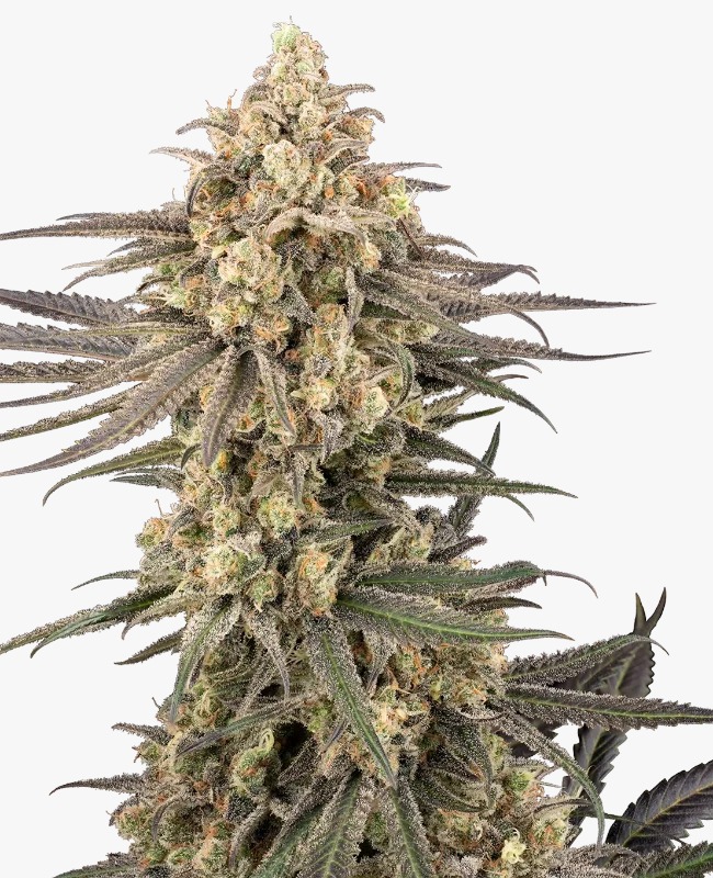 Semillas de Frosted Grapes XXL Feminizadas 3+1