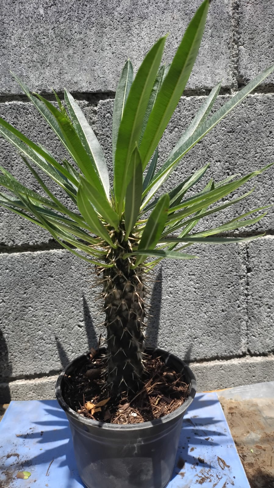 Palma de madagascar