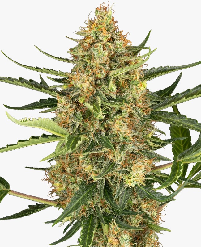 Semillas de Blueberry Bubblegum Autoflorecientes 3+1