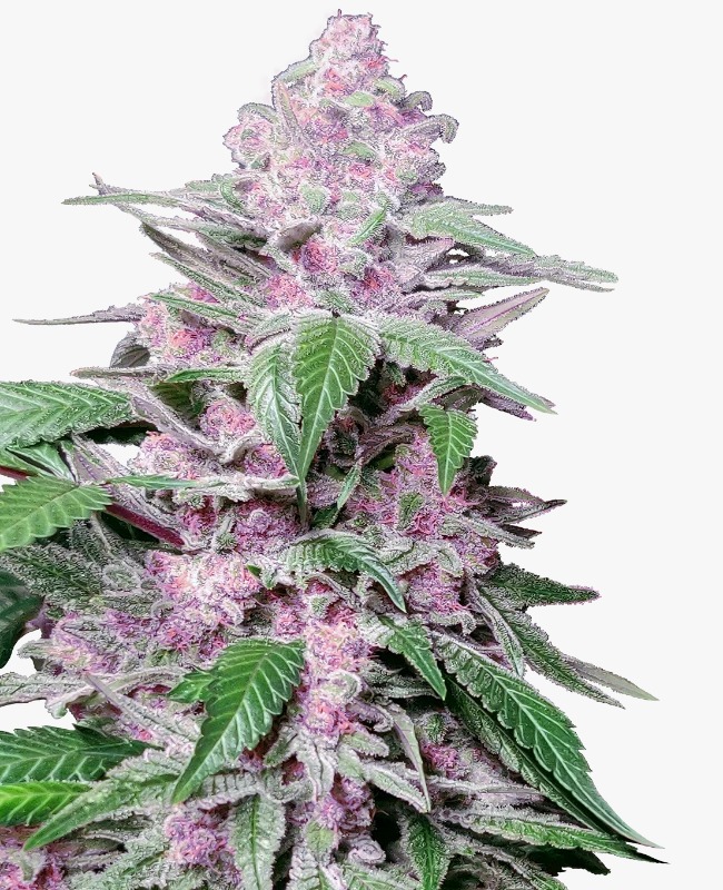 Semillas de Purple Cookie Kush Feminizadas 3+1