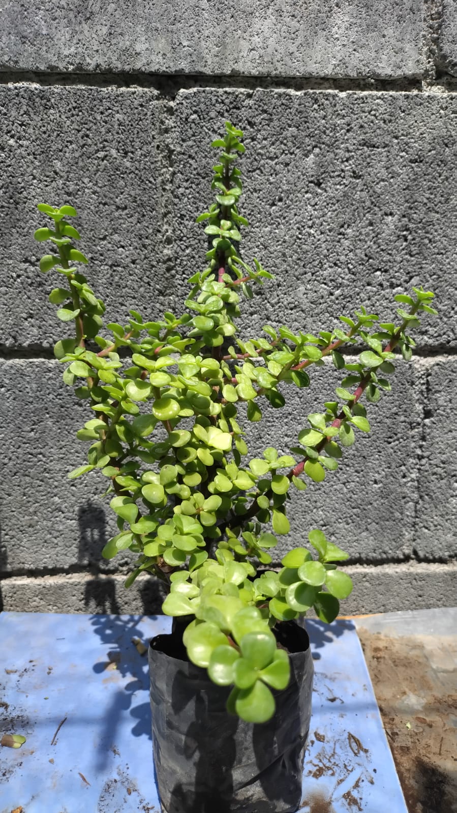 Arbolito de la abundancia