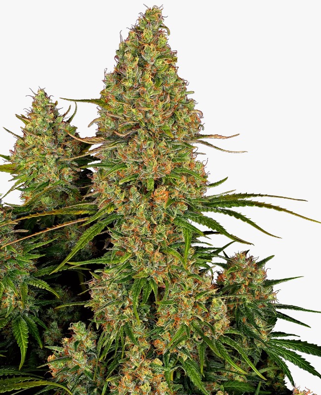 Semillas de Sticky Orange XXL Autoflorecientes 3+1