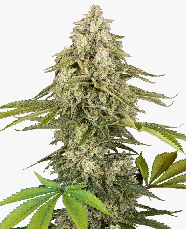 Semillas de Tangie Jungle Juice Feminizadas 3+1