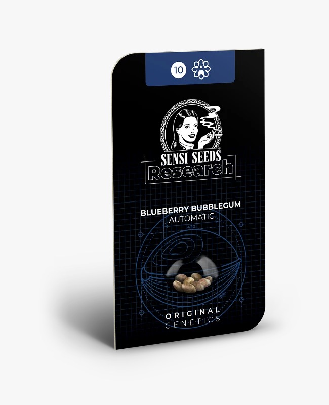 Semillas de Blueberry Bubblegum Autoflorecientes 3+1