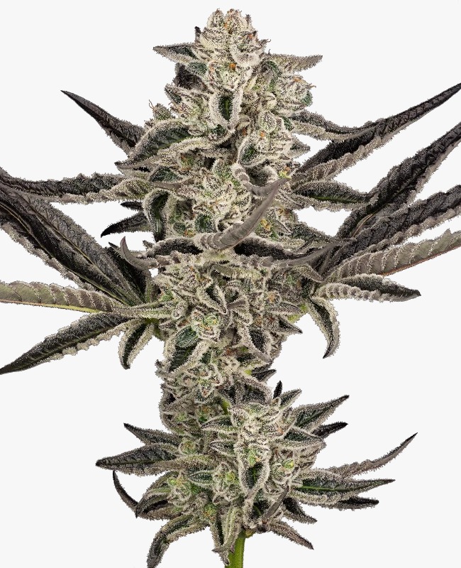 Semillas de Purple Pickle Autoflorecientes 3+1