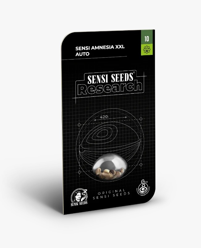 Semillas de Sensi Amnesia XXL Autoflorecientes 3+1