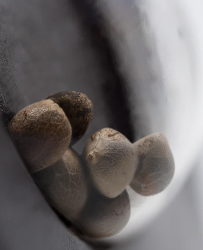 Semillas de Purple Cookie Kush Feminizadas 3+1